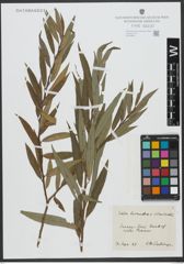 Foto von Salix triandra L. x Salix viminalis L.